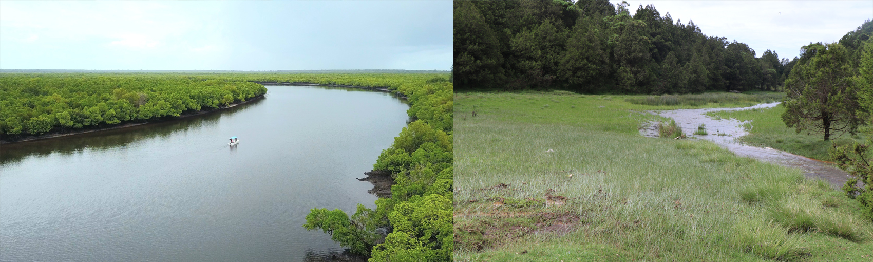 Adopt a Wetland