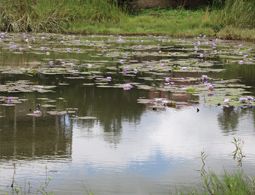 Restoring wetlands at the Slopes of Mt. Kenya 